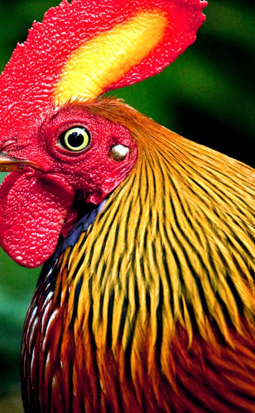 Enciclopedia animalelor de pui sălbatici sălbatic