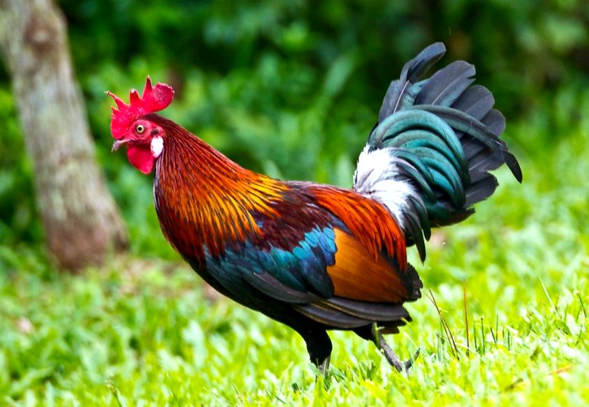 Enciclopedia animalelor de pui sălbatici sălbatic