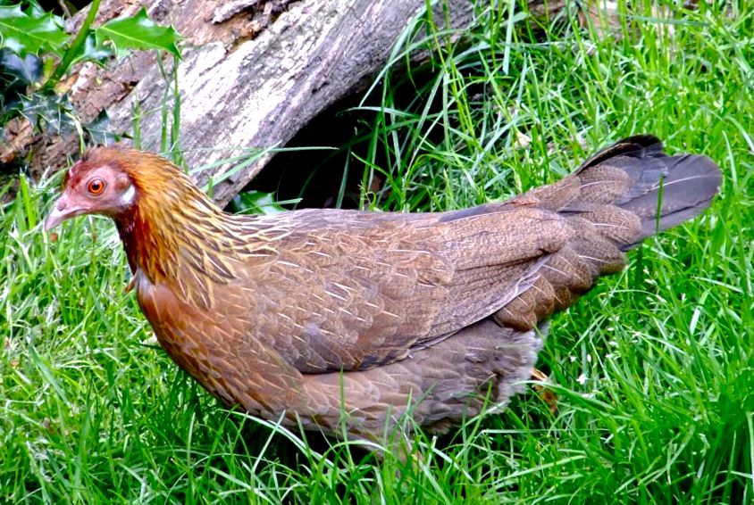 Enciclopedia animalelor de pui sălbatici sălbatic