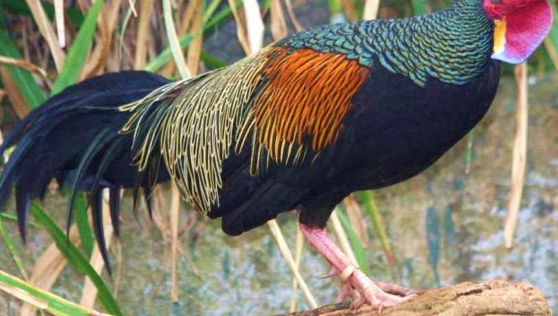 Enciclopedia animalelor de pui sălbatici cocoș de tufiș