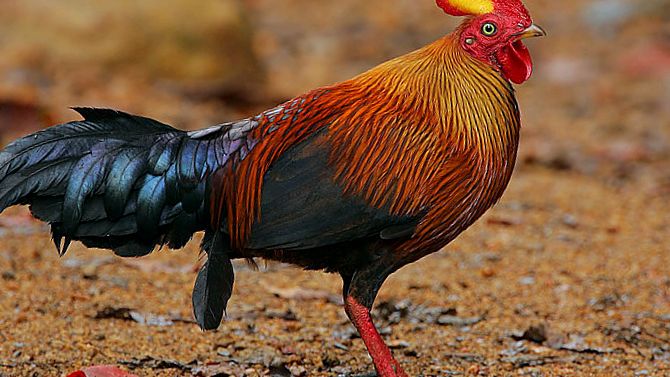 Enciclopedia animalelor de pui sălbatici enciclopedie