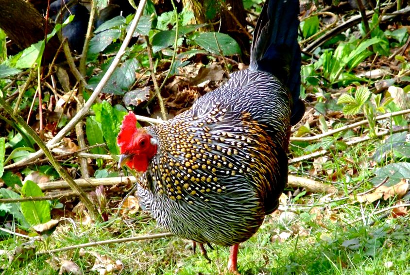 Enciclopedia animalelor de pui sălbatici animal