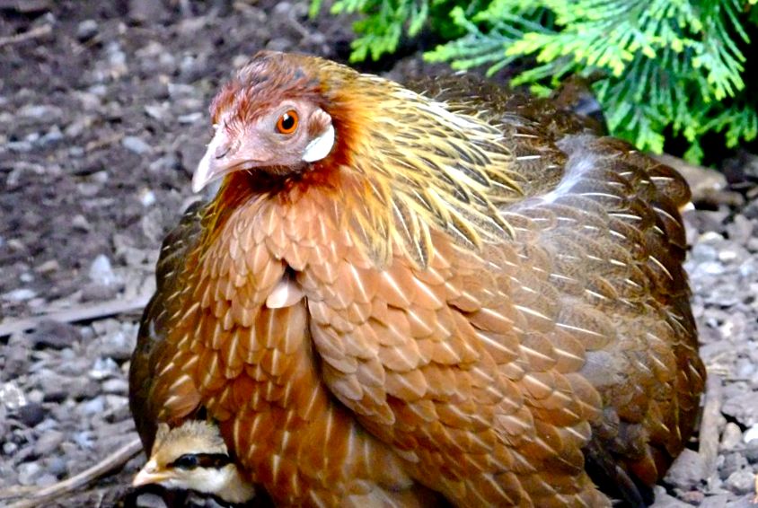 Enciclopedia animalelor de pui sălbatici animal