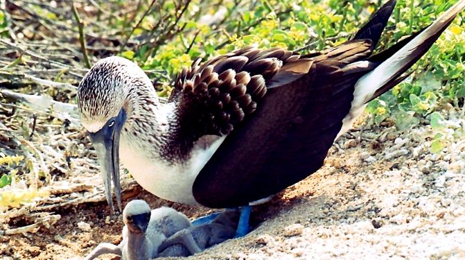 Enciclopedia animalelor Boobies aceste păsări