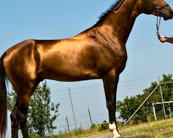 Calul Akhal-Teke - bijuteria din Est Caii Akhal-Teke
