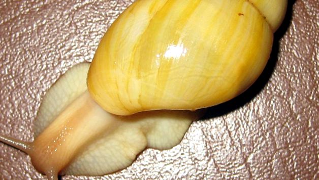Melci domestici Achatina Arkhahatina marginata