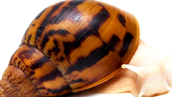 Melci domestici Achatina Archachatina marginata