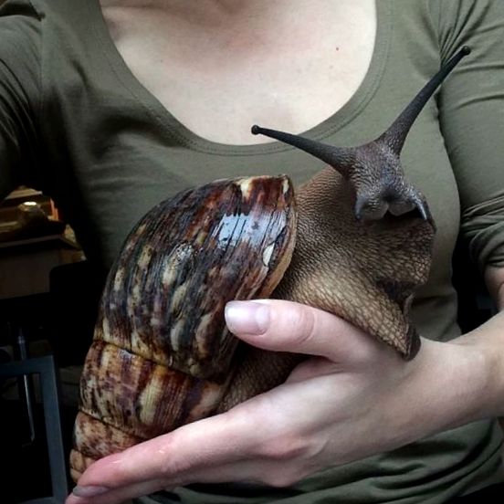Melci domestici Achatina Arkhahatina marginata