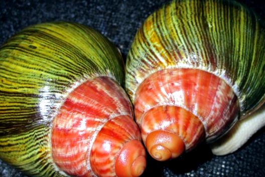 Melci domestici Achatina Achatina achatina