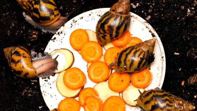 Melci domestici Achatina Archachatina marginata