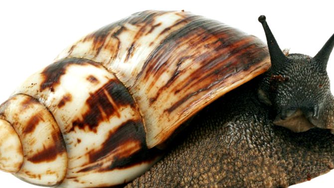 Melci domestici Achatina Archachatina marginata