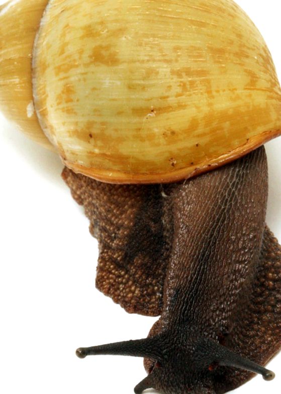 Melci domestici Achatina Archachatina marginata