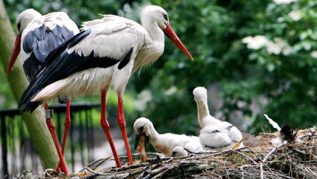 Enciclopedia animalelor cu berze aceste păsări