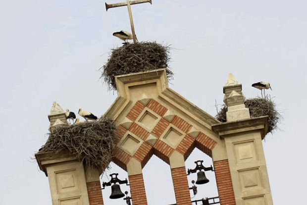 Enciclopedia animalelor cu berze aceste păsări