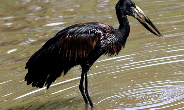 Enciclopedia animalelor cu berze barza Ciconia