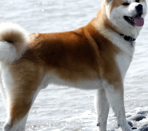 Enciclopedia animalelor Akita Inu akita inu