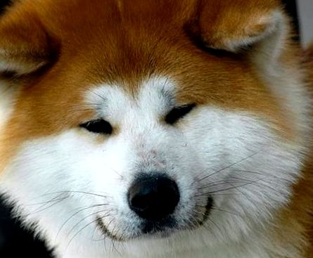 Enciclopedia animalelor Akita Inu akita inu
