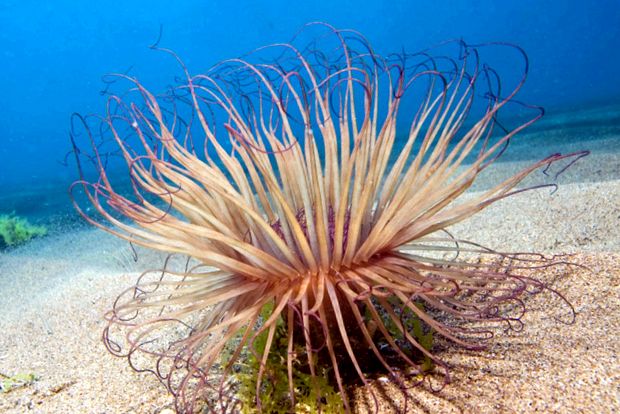 Anemonele - animale care arată ca niște flori floare