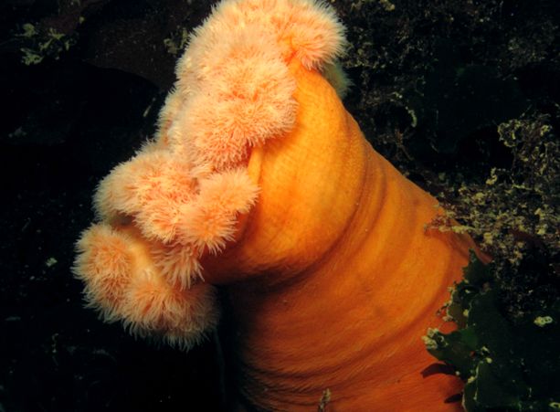 Anemonele - animale care arată ca niște flori animal