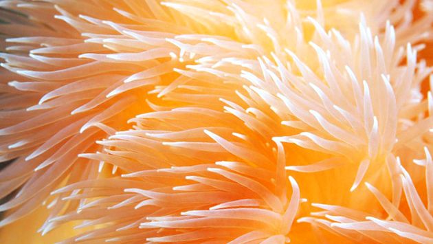 Anemonele - animale care arată ca niște flori anemonă de mare metridiu