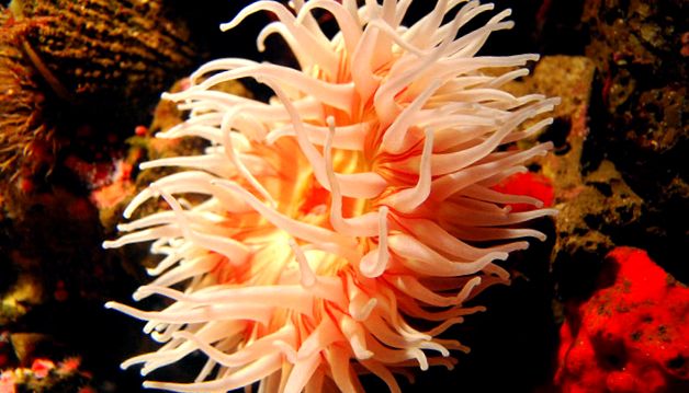 Anemonele - animale care arată ca niște flori anemonele pot