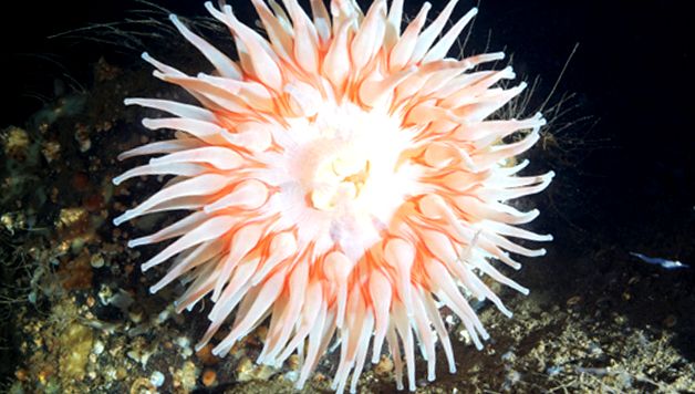 Anemonele - animale care arată ca niște flori floare