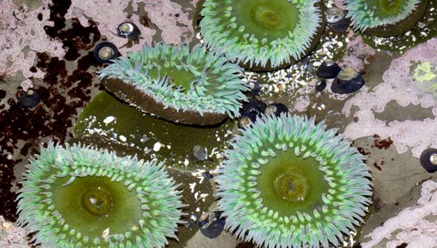 Anemonele - animale care arată ca niște flori anemonele pot