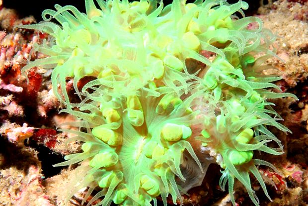 Anemonele - animale care arată ca niște flori anemonele pot