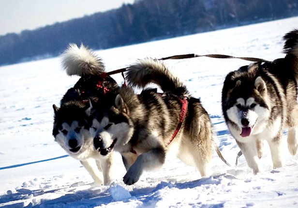 Enciclopedia animalelor din Alaska Malamute malamute