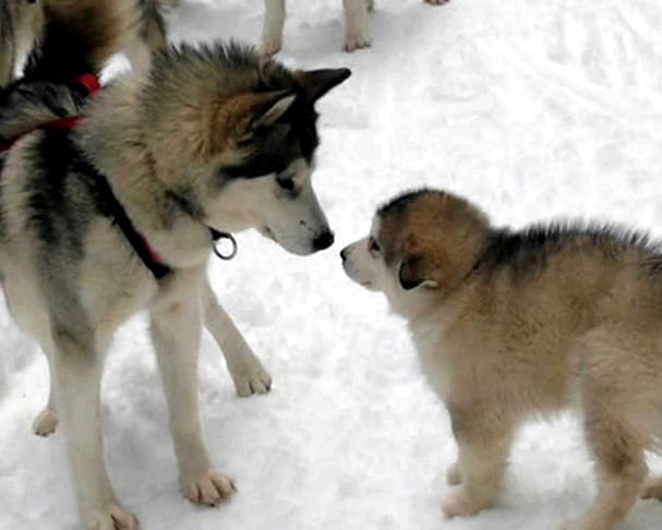 malamute