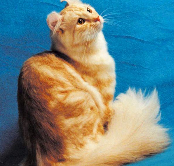 American Curl Animal Encyclopedia animal