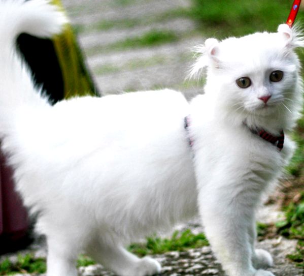 American Curl Animal Encyclopedia Bucle americane