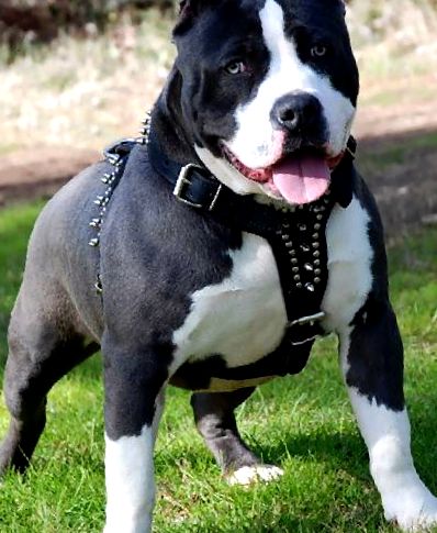 American Pit Bull Terrier Animal Encyclopedia american