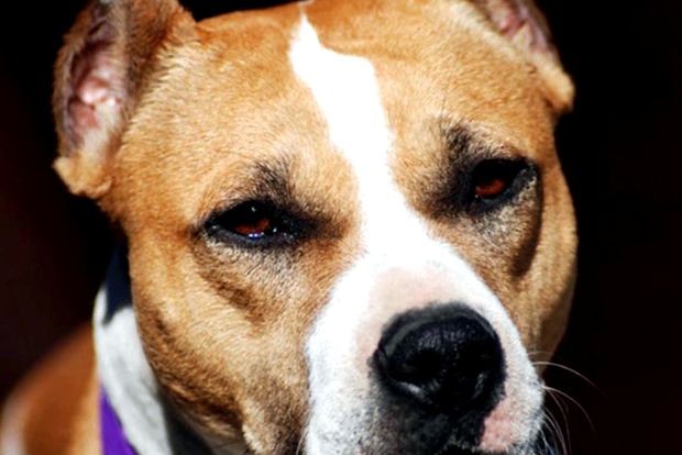 American Pit Bull Terrier Animal Encyclopedia terrierii americani pit bull