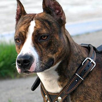 American Staffordshire Terrier Animal Encyclopedia enciclopedie
