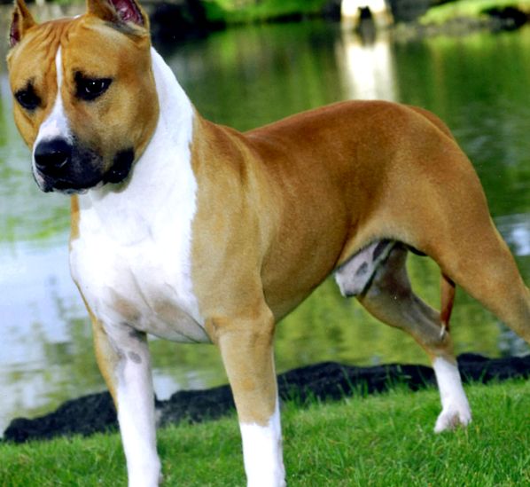 American Staffordshire Terrier Animal Encyclopedia Staffordshire