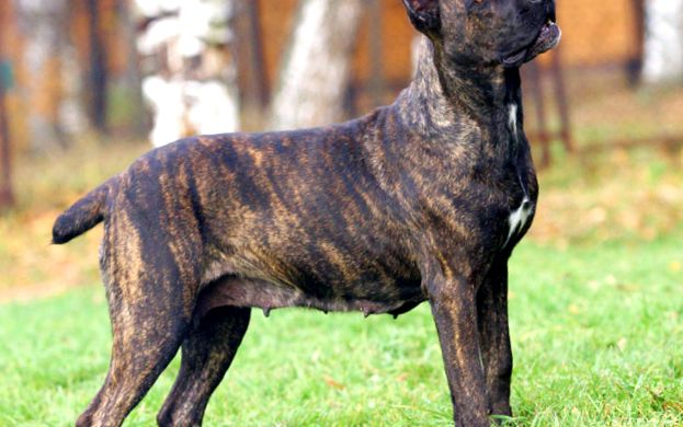 American Staffordshire Terrier Animal Encyclopedia terrier