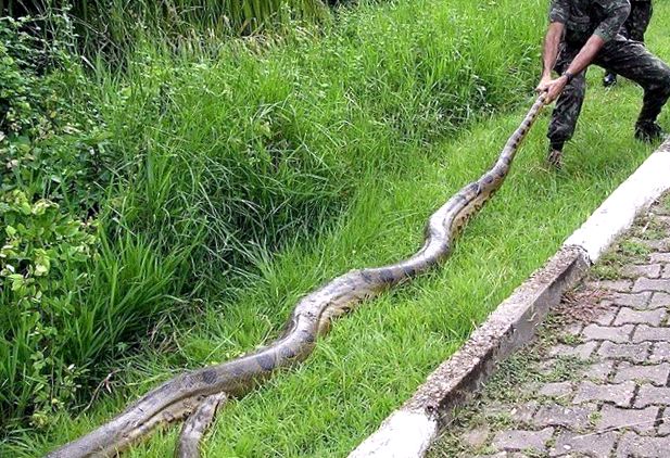 Anacondele sunt cei mai mari șerpi de pe Pământ anaconda