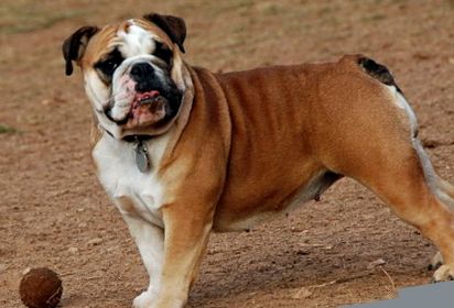 Enciclopedia animalelor Bulldog englez buldog