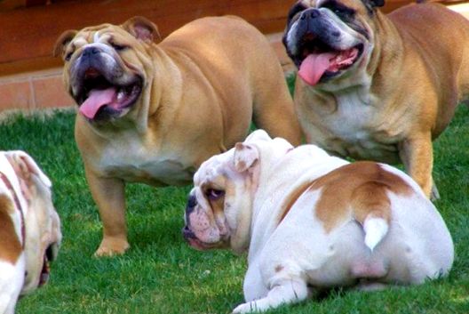 Enciclopedia animalelor Bulldog englez Bulldog englez