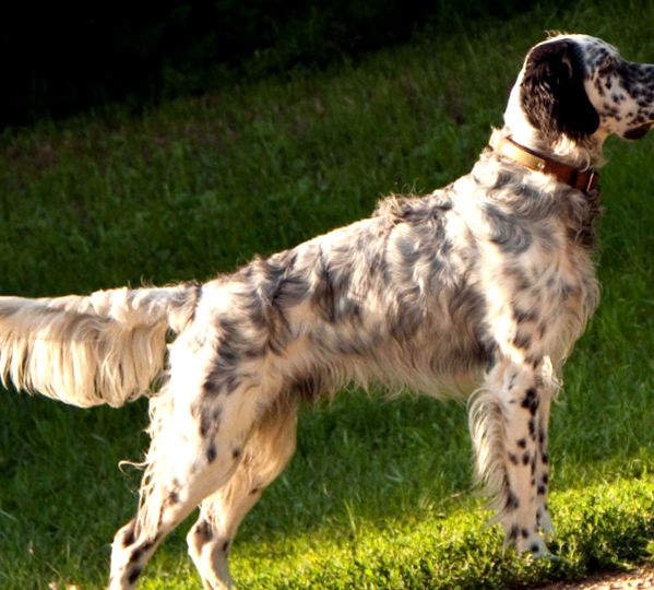 Enciclopedia engleză Setter Animal animal