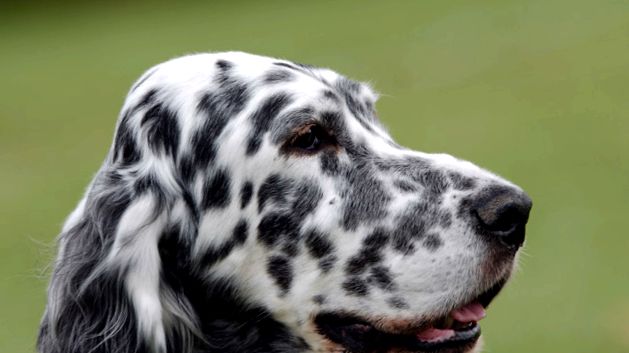 Enciclopedia engleză Setter Animal setter