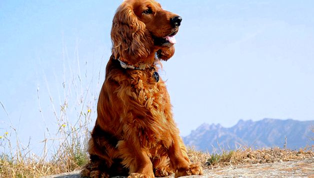 Enciclopedie engleză Cocker Spaniel pentru animale Cocker spaniol