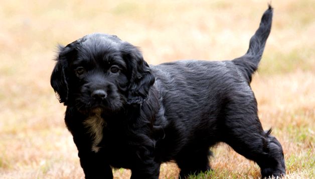 Enciclopedie engleză Cocker Spaniel pentru animale Cocker spaniol