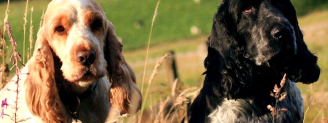 Enciclopedie engleză Cocker Spaniel pentru animale Cocker spaniol