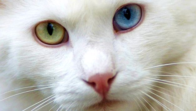 Angora turcească sau pisica Angora Enciclopedia animalelor angora
