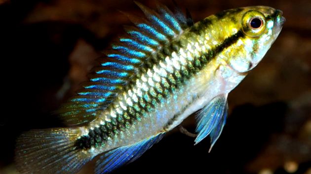 Enciclopedia Apistogramelor Animalelor animal