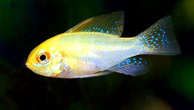Enciclopedia Apistogramelor Animalelor enciclopedie