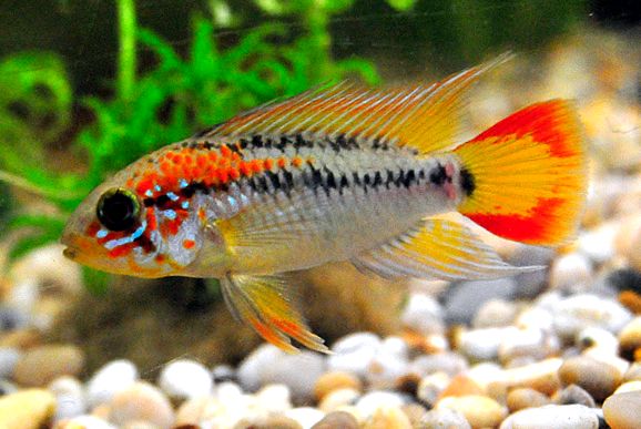 Enciclopedia Apistogramelor Animalelor apistogramă de cacatoasă