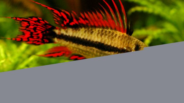 Enciclopedia Apistogramelor Animalelor apistogramă de cacatoasă